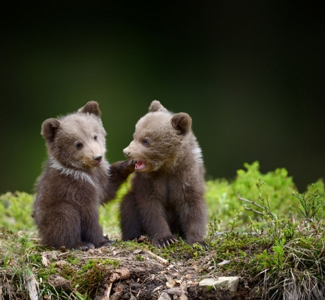 ��� ������. ����� � �.����� � ���� �����������