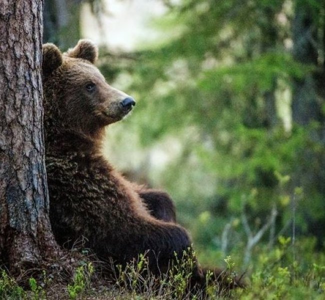 Премаркет. Ослабляя медвежью хватку Премаркет. Ослабляя медвежью хватку