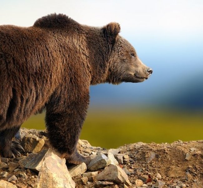 ��� ������. �������� � �������� ��� ��������� ������������