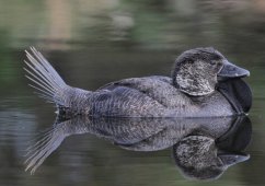 ����� � ��������� ��������� �������������� ��-�����������