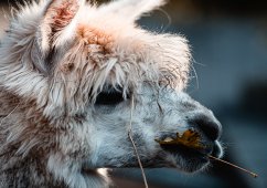 ����� ���������� ������ COVID-19 ������ ��� ���� � ���������� ���