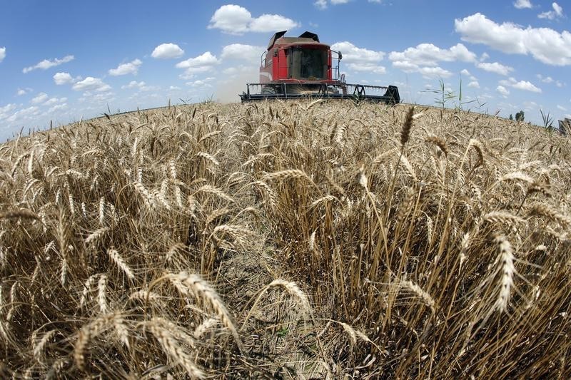 Экспортная пошлина на пшеницу из России с 13 октября повысится до $58,7 - Минсельхоз