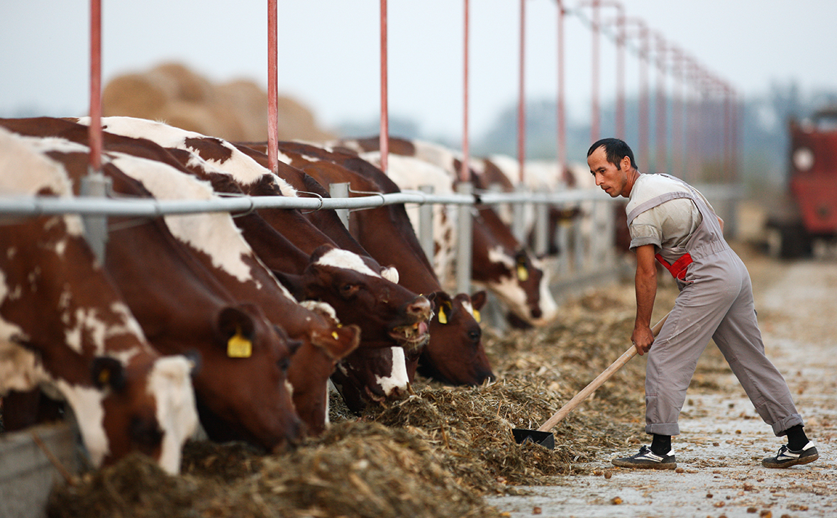 Производители молока увидели в законе о парниковых газах угрозу для коров
