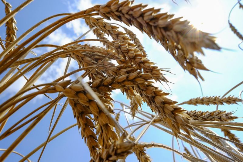 Эксперты прогнозируют рост экспорта пшеницы из РФ в декабре до 3,6-3,8 млн тонн