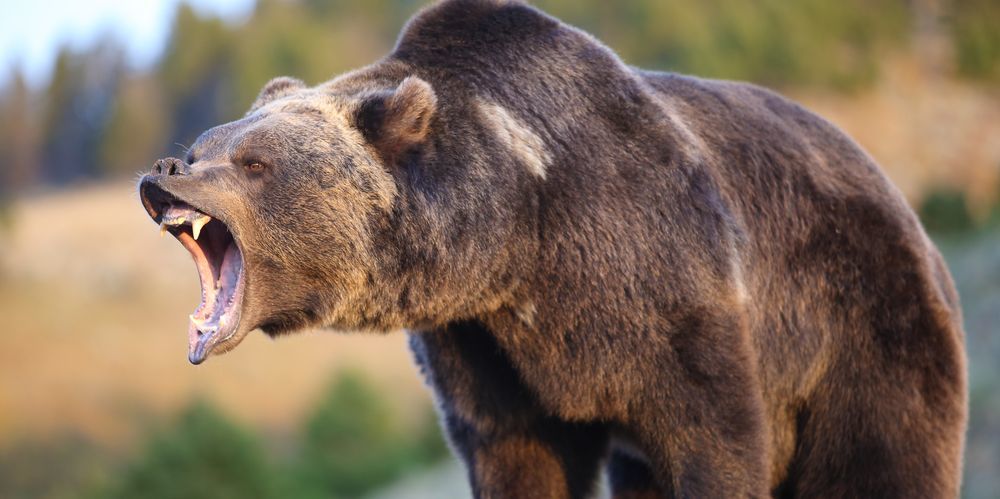 Медвежий рынок приближается?