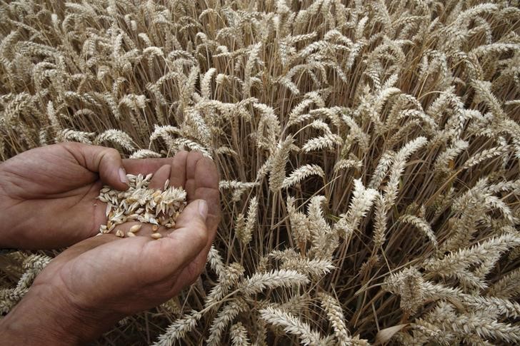 Экспортная пошлина на пшеницу из РФ с 15 декабря повысится до $91