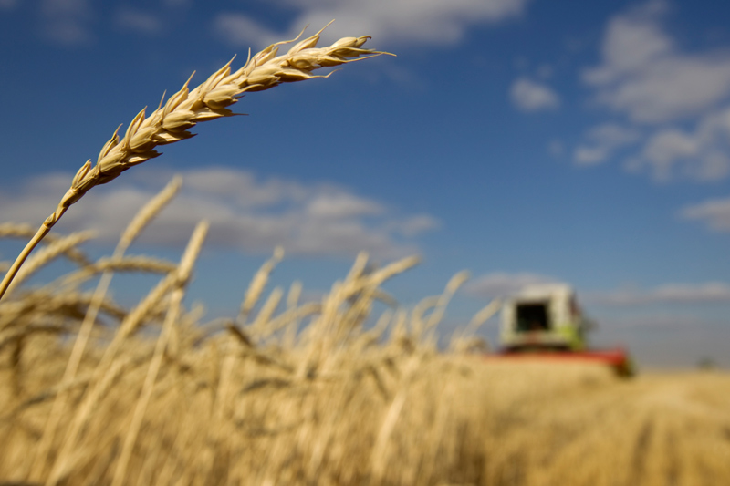 Экспортная пошлина на пшеницу из РФ с 15 декабря повышена до $91, на ячмень - $78,7, на кукурузу - $54,4 за тонну 