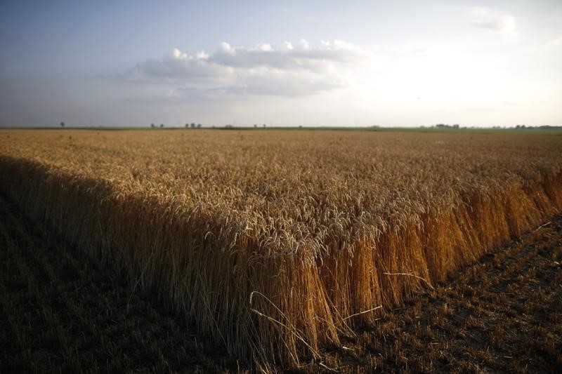 РФ за 6 месяцев реализовала порядка 65% годового потенциала по экспорту пшеницы - ИКАР