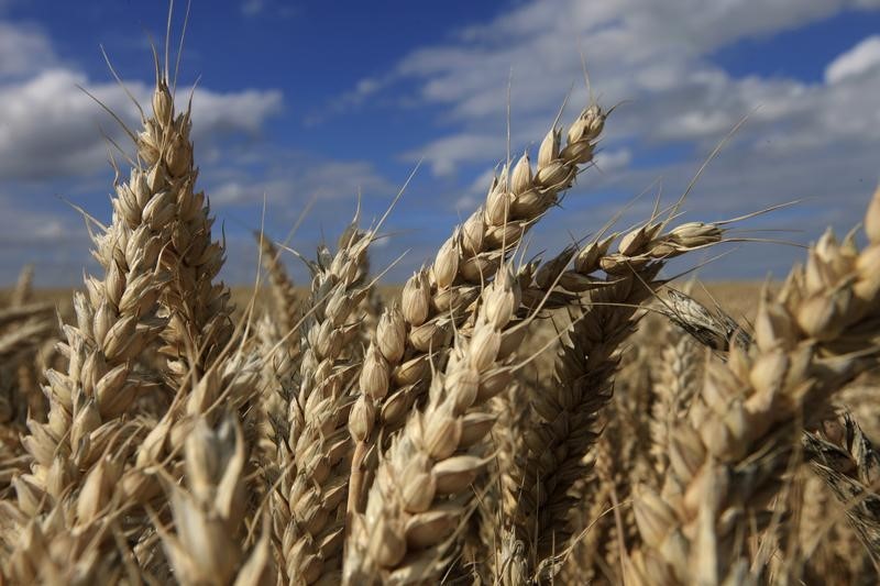 Экспортная пошлина на пшеницу с 12 января повышается до $98,2 за тонну