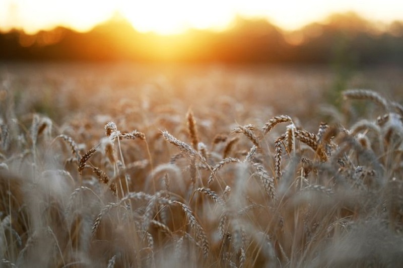 Экспортная пошлина на пшеницу из РФ с 6 мая повышена до $120,1 за тонну
