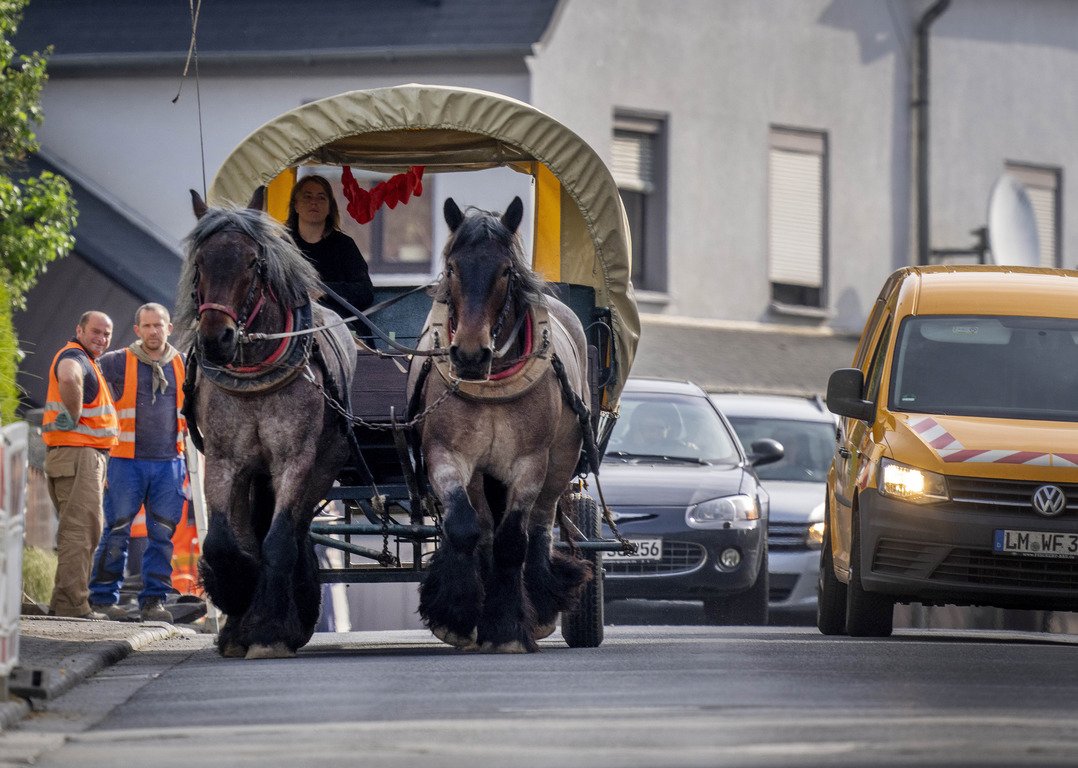 лошади из германии