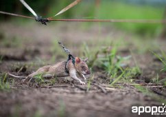 � ��������� ����������� ����� ����-����������