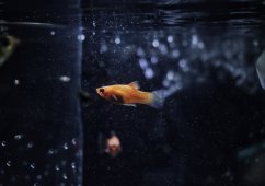 ������� ��������, ��� � ������ ����������� ����� ���������� �����������