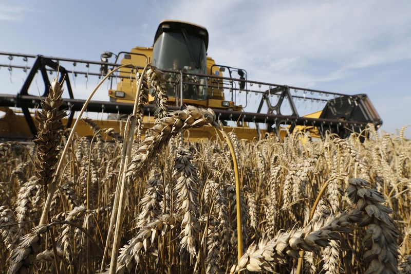 С 29 июня экспортная пошлина на пшеницу из РФ повысится до $146,1 за тонну