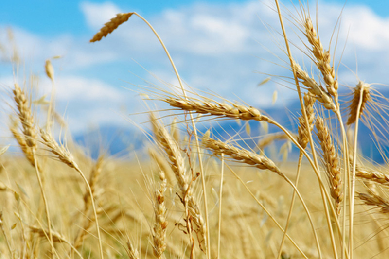 Экспортная пошлина на пшеницу из РФ с 20 июля повысится до 5 тыс. 984,9 руб. зп тонну