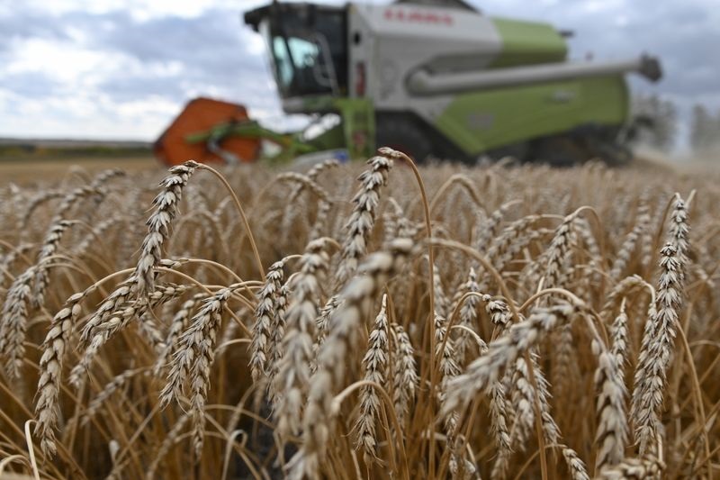 Экспортная пошлина на пшеницу из РФ с 20 июля повышена до 5 тыс. 984,9 руб. за тонну