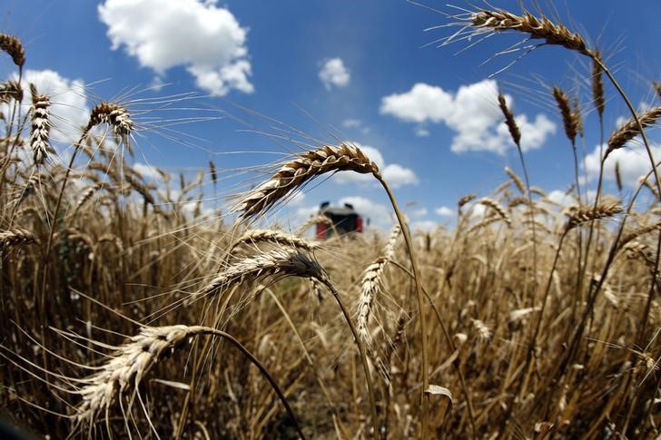 Пошлина на экспорт пшеницы с 19 июля вырастет до 3022,6 рубля за тонну