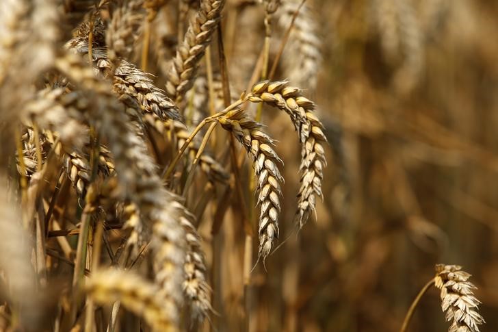 РЗС: Россия поставляет пшеницу нуждающимся странам и без зерновой сделки