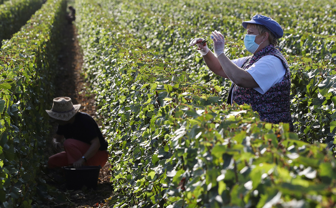 В Париже пообещали ответить на российский закон о шампанском В Париже пообещали ответить на российский закон о шампанском