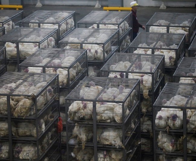 Группа Дамате начала поставки мяса индейки в страны Карибского бассейна Группа Дамате начала поставки мяса индейки в страны Карибского бассейна