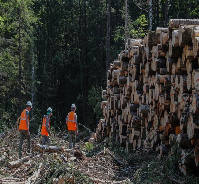 Глава Минвостокразвития предложил увеличить аренду леса до 99 лет Глава Минвостокразвития предложил увеличить аренду леса до 99 лет