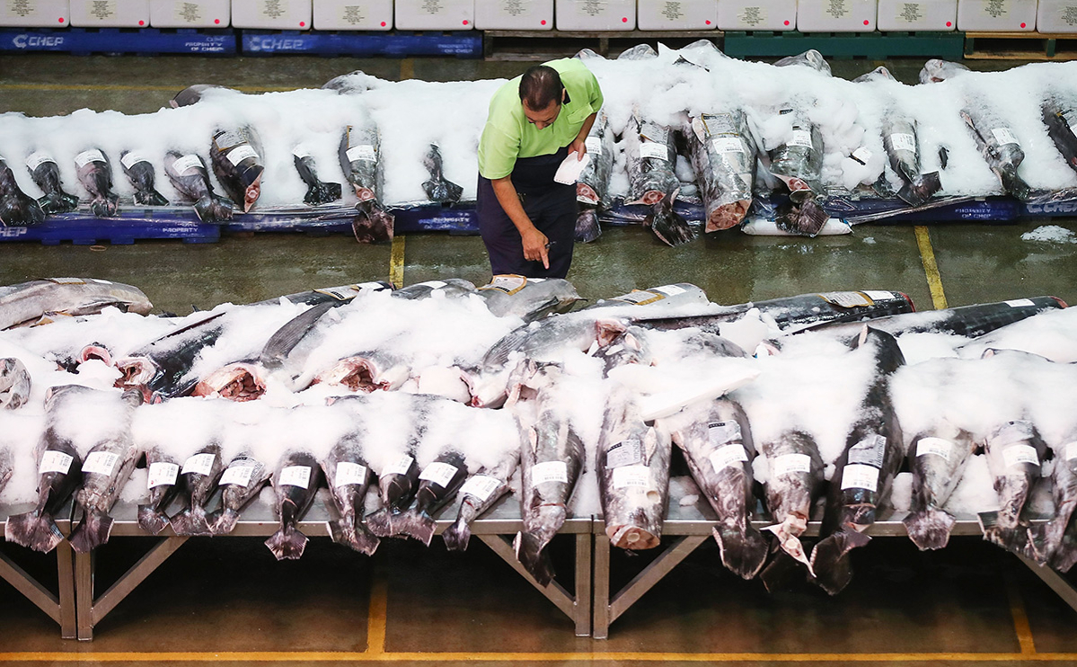 Импорт тунца в Россию за полгода сократился почти на треть
