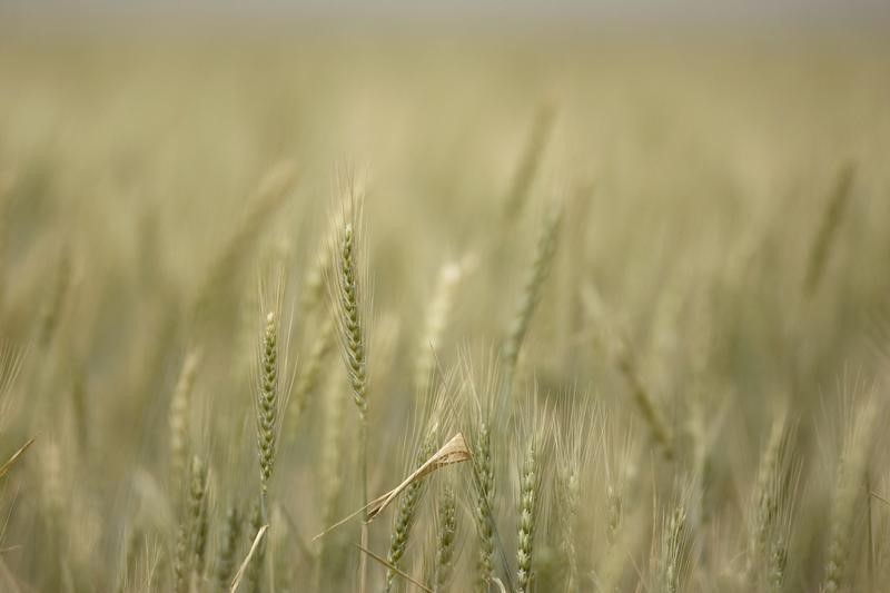 С 29 декабря экспортная пошлина на пшеницу из РФ повысится до $94,9