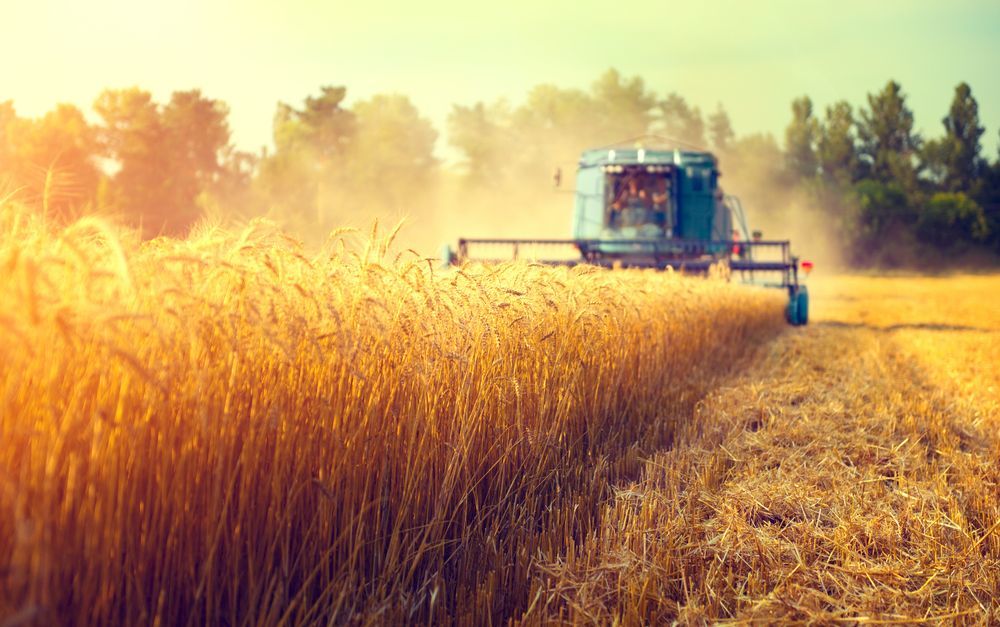 Цены на пшеницу идут на рекорд Цены на пшеницу идут на рекорд