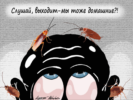 Закон о регистрации домашних животных завис в Госдуме на 10 лет Закон о регистрации домашних животных завис в Госдуме на 10 лет