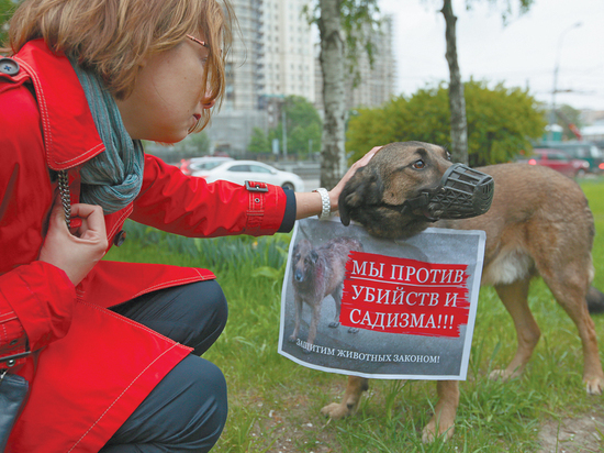 Москвичка наняла детективов и составила реестр догхантеров Москвичка наняла детективов и составила реестр догхантеров