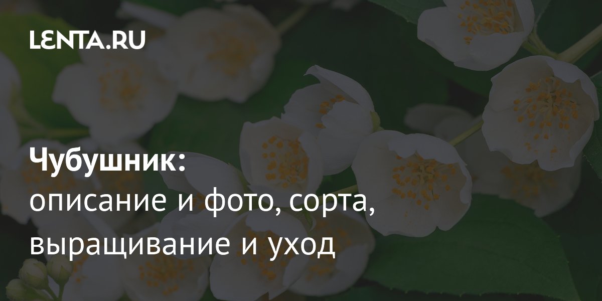 Чубушник: описание сортов и секреты выращивания ароматного кустарника