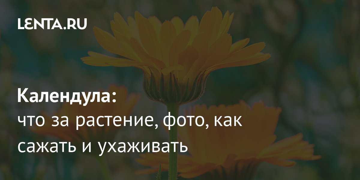 ���������: �������� �������� � ������� ����������� �������������� �����������