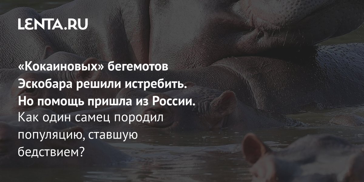 Московский зоопарк поможет спасти бегемотов Эскобара от истребления в Колумбии