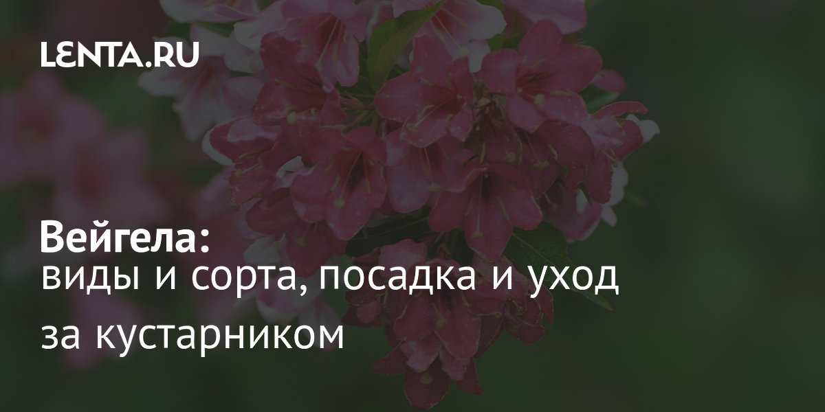 Вейгела: декоративный кустарник с двукратным цветением за сезон