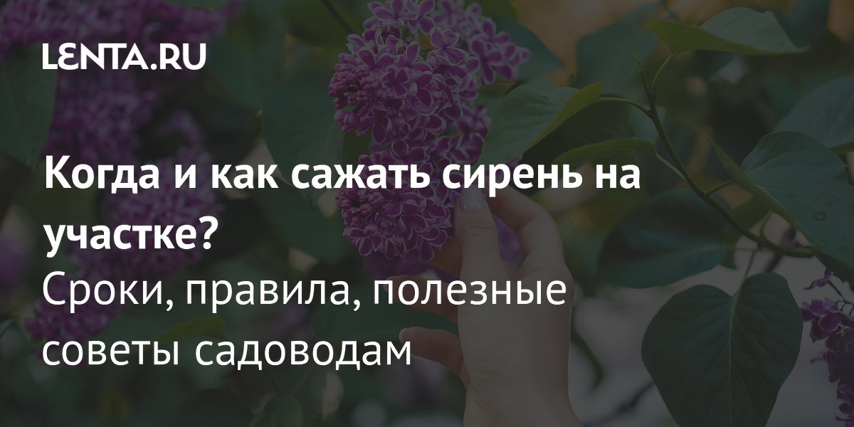 Посадка сирени: сроки, выбор саженца и основные правила ухода