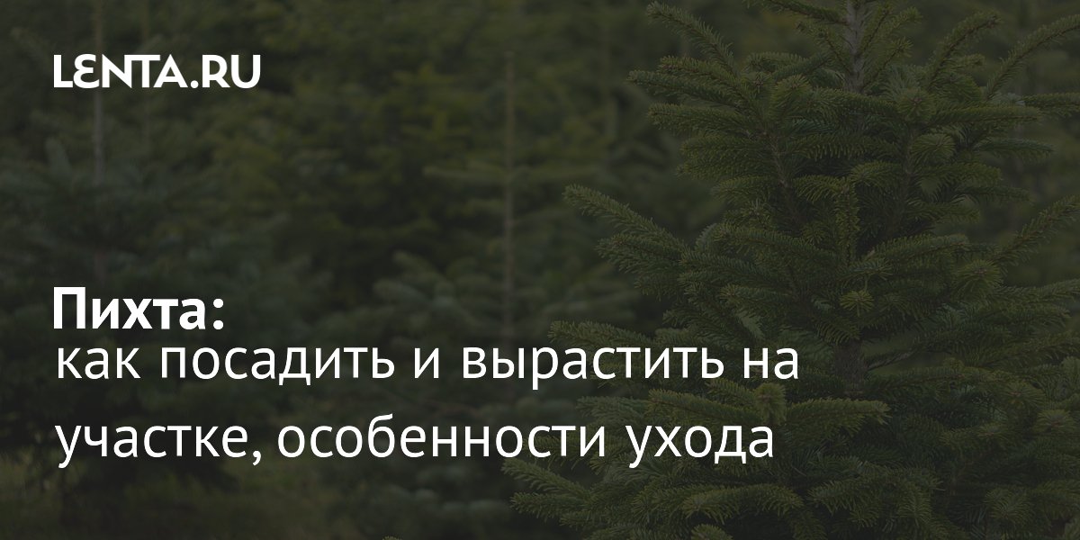 Выращивание пихты на участке: особенности посадки и ухода