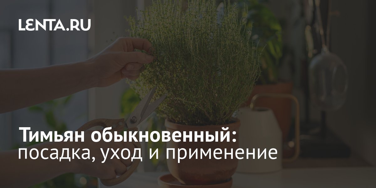 Тимьян обыкновенный: посадка, уход и применение в дизайне и медицине
