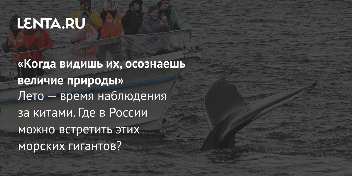 Whale watching � ������: ��� � ����� �������� �� �����