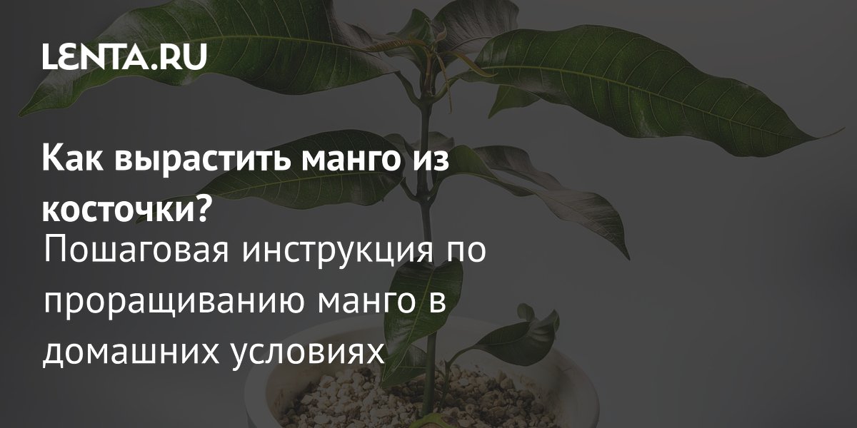 Манго из косточки: реально ли вырастить в квартире и дождаться плодов