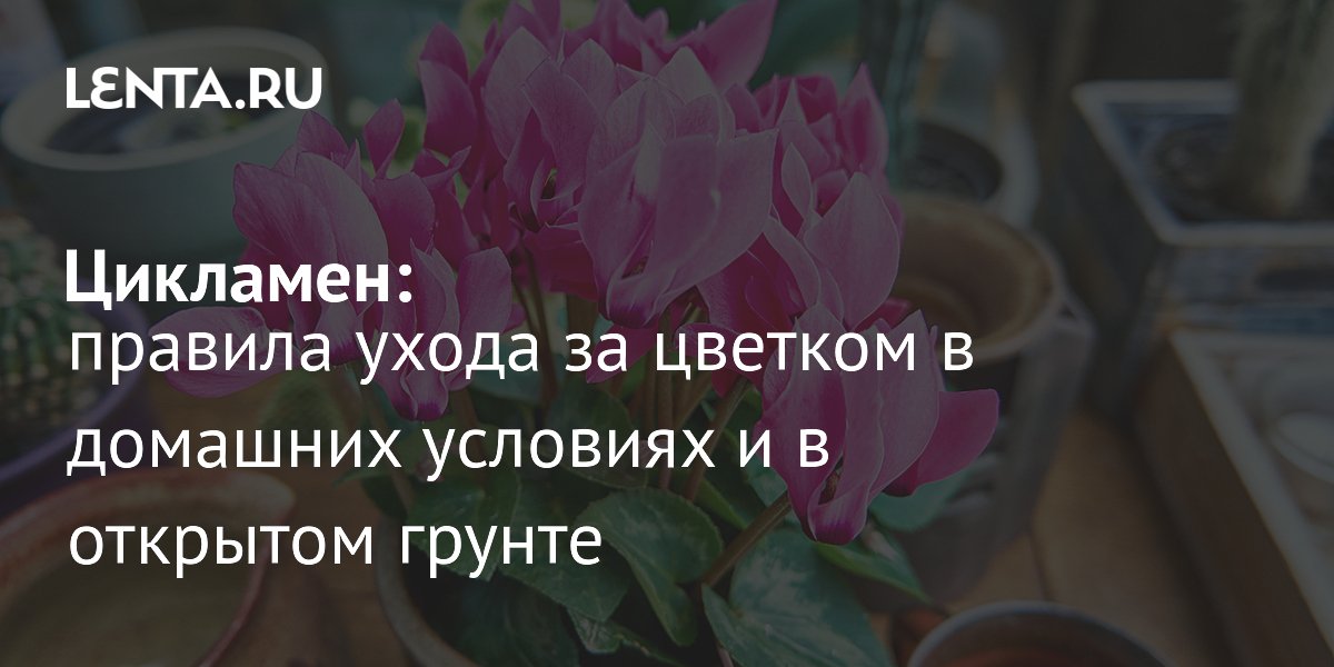 Цикламен: как ухаживать за капризным цветком дома и в саду