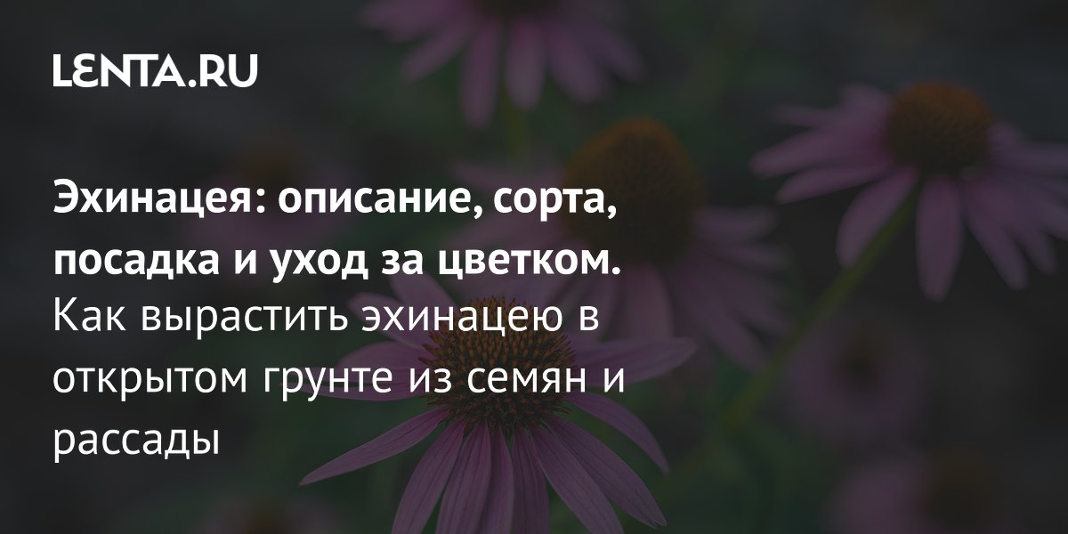 Эхинацея: особенности выращивания и ухода за неприхотливым лекарственным цветком