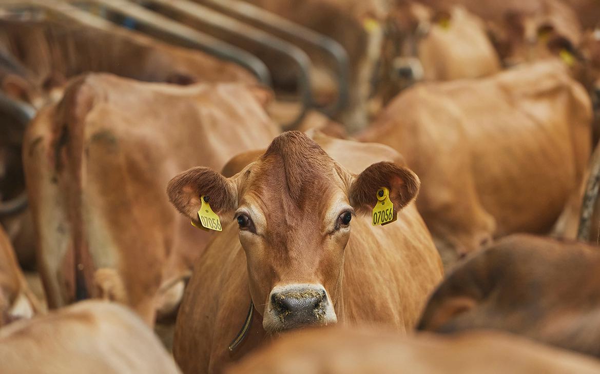 ������ � ���� ���������� ����� ��������� �������� ����� � $100 �� ������