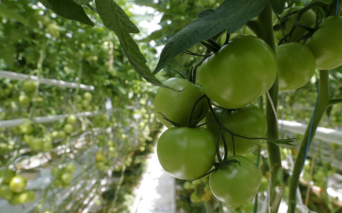 ����������������� ������ ��������� ����������� ��������