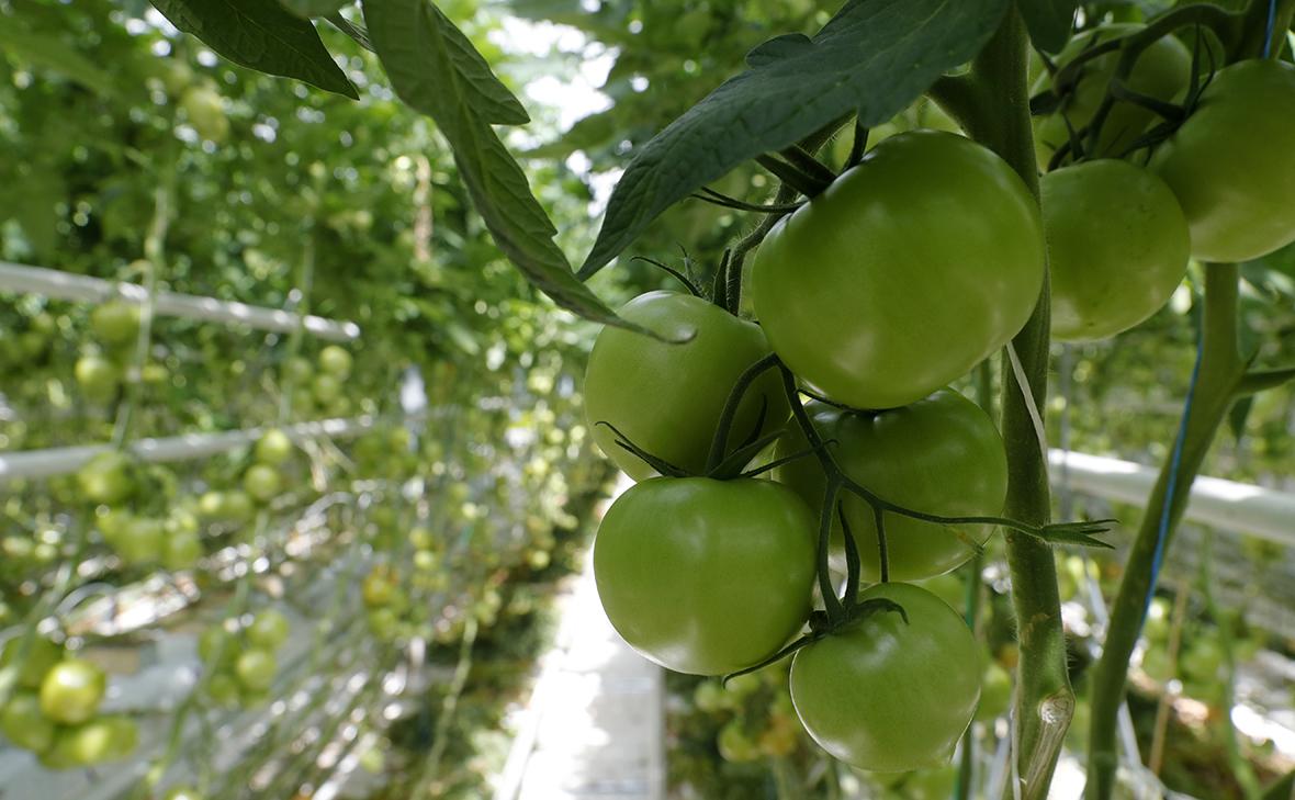 ����������������� ������ ��������� ����������� ��������